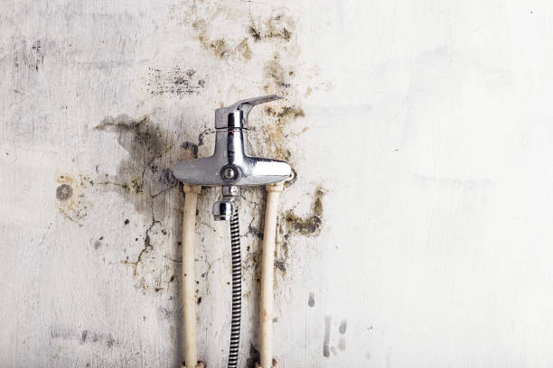 Best Best Mold Removal Companies  in Milroy, PA