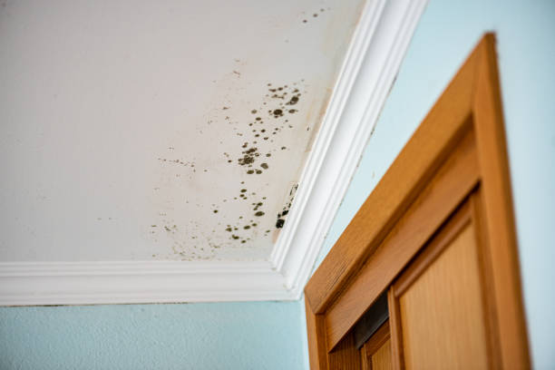 Best Crawl Space Mold Removal  in Milroy, PA