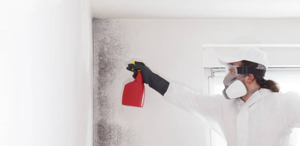 Best Certified Mold Removal  in Milroy, PA