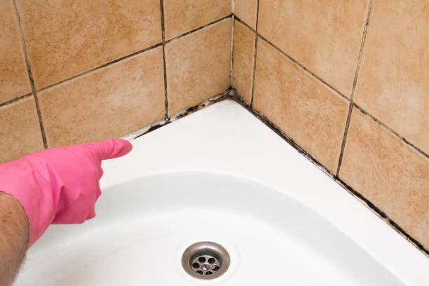 Trusted Milroy, PA Mold Removal Experts